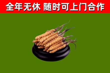 乌翠区烟酒回收冬虫夏草.jpg